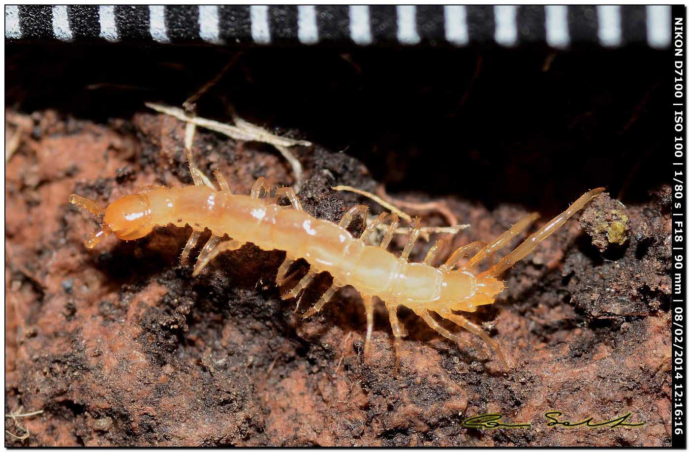 Lithobiidae? Lithobius cfr microporus